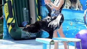 морской котик танцует