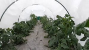 Как узнать томаты жируют или они просто здоровые и жирные? Давайте посмотрим.