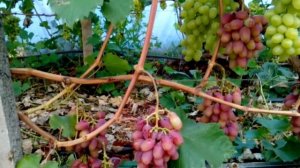 Виноград Богема