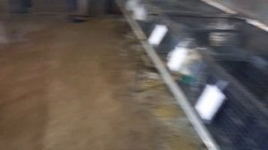 Белый Панон.