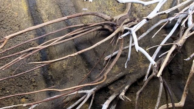 Suriname Toad (Pipa pipa) Breeding Tank Setup смотреть онлайн