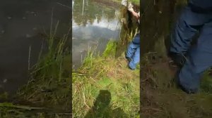 как почистить заросший пруд