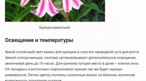 Кринум. Красивые растения для дома и сада.