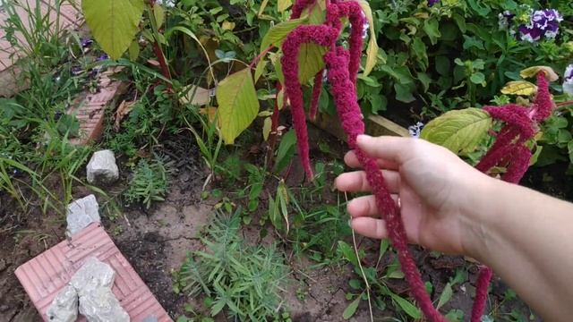 Необычное растение в вашем саду. Амарант. смотреть онлайн