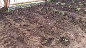 Огурцы на биогумусе часть 2. Полив в теплице