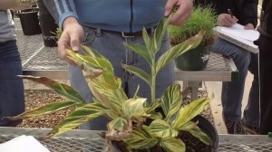 Alpinia zerumbet 'Variegata' 斑葉月桃