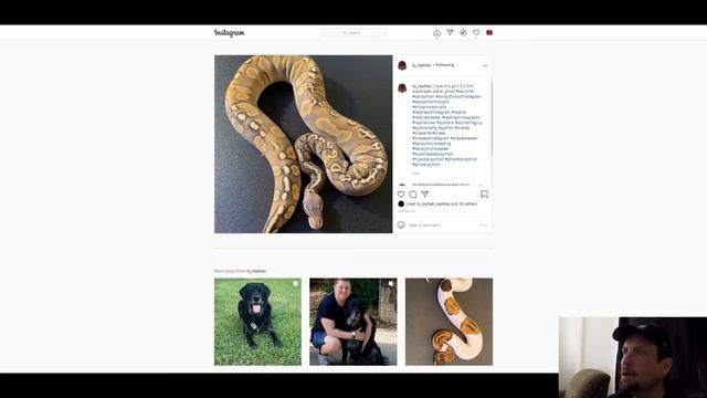 Ghost Ball Python Morph Combos | Jack's Reptiles