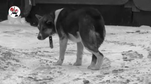 Собака от стресса хвост себе отгрызла