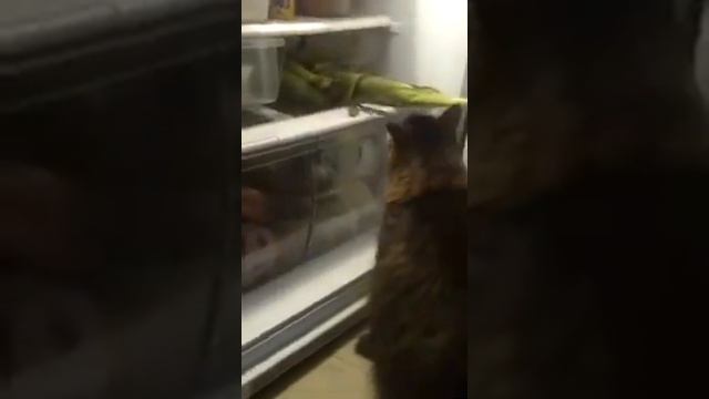 Кот испектирует холодильник смотреть онлайн