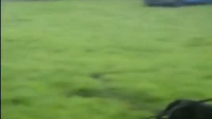 KNPV bloodlines pitbull - dutch shepherd police dog Mosley