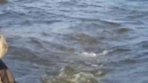 Лодка «МУРЕНА 300» MS3