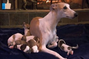 Собаки, щенки порода  Уиппет. Смешные прикольные и милые домашние животные.