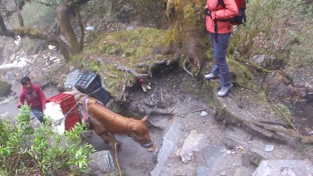Кольцевой трекинг вокруг Аннапурны, Непал / ANNAPURNA CIRCUIT TREK  Nepal
