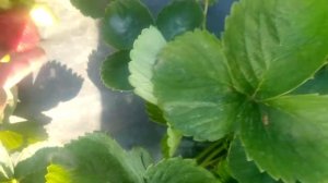 Сорт клубники Мурана ,Ирма 2 сбор ягоды 1 июля