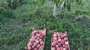 Урожай персиков "Посол Мира" 2020.