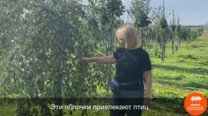Яблоня сахалинская "Пендула"