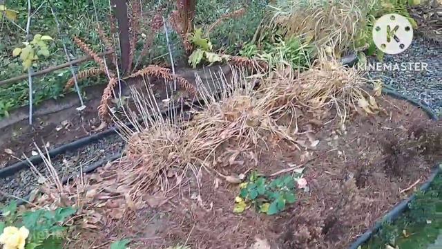 Прогулянка садом 13 листопада||Транквіліті розквітла||Закриття дачного сезону смотреть онлайн