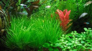 Бликса японская Blyxa japonica