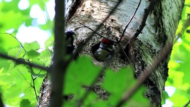 Гнездо дятла. Дятел кормит своего подросшего птенца. смотреть онлайн