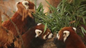 Красные панды на выставке в зоопарке Парка Линкольна