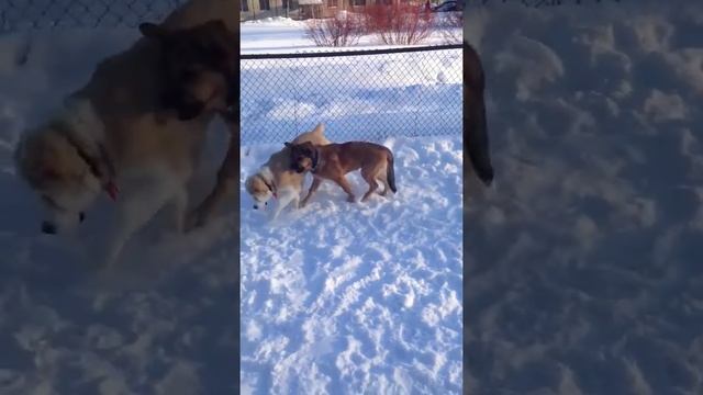 Прогулка тайга смотреть онлайн