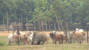 Слоненок и коровы