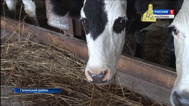 В хозяйстве Ладыгино в Костромской области построили роддом для коров смотреть онлайн