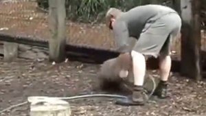 Вомбат просит ласки