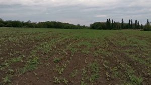 Работаем "Агро - Лайтом" по подсолнечнику Имерия.