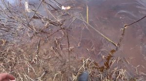 ЯЗЬ САРОГА РЫБАЛКА НА ДОНКУ И ПОПЛАВОК. Летняя рыбалка 2021 года.