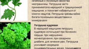 Этот мощный чай из петрушки — лучшее средство для опухших ног и рук!