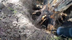 как выкорчевать пень с помощью сабельной пилы