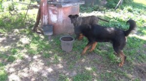 Собака охотится на пчел.