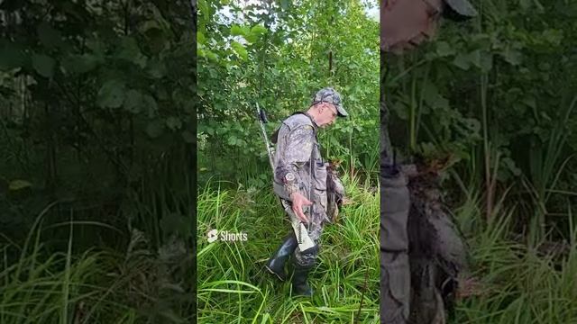 Охота на утку осенью.