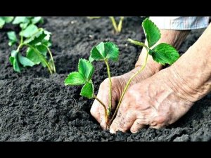 Как правильно посадить клубнику в августе ДЛЯ СУПЕР УРОЖАЯ? Секреты ПОСАДКИ клубники в августе!