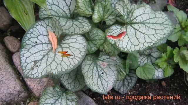 Бруннера крупнолистовая Мр.Морс ? обзор: как сажать, саженцы бруннеры Мр.Морс смотреть онлайн