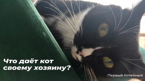 Что даёт кот своему хозяину?