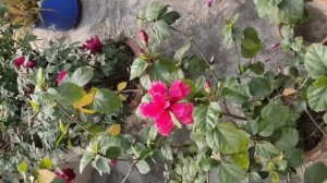 Large size double pink hibiscus flower plant in pot at home 🌺🌺