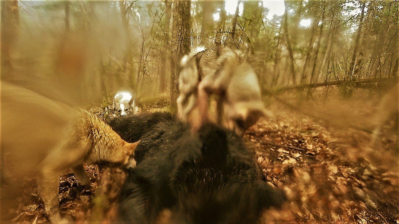 ДОБЫЛИ МЕДВЕДЯ. Наверное САМЫЙ опасный случай в моей практике. Продолжаем строить избу. смотреть онлайн