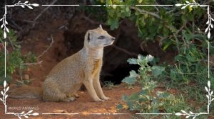 Lovely Animal Moments: Relaxing Wildlife Sounds and Happy Animal Videos with Soothing Music