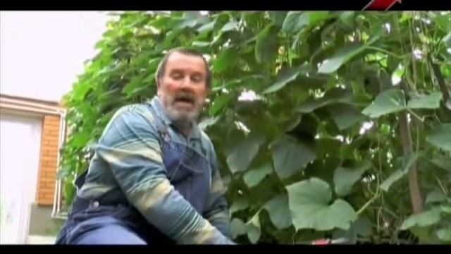 Совместное выращивание томатов и огруцов в одной теплице