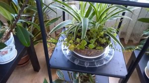 Комнатные растения. Теневыносливая композиция в январе.