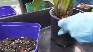 Пересадка цимбидиума - Cymbidium  re-potting