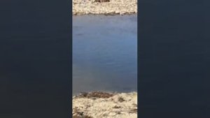 Нерест кеты.пгт.Приморский.Хасанский р-он.2019 г.