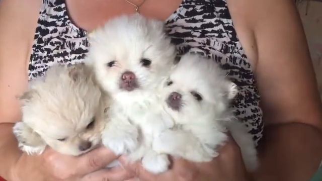 Открыт резерв на щенков шпица смотреть онлайн