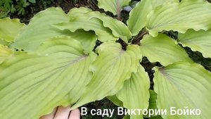 хоста Valley's Red Scorpion