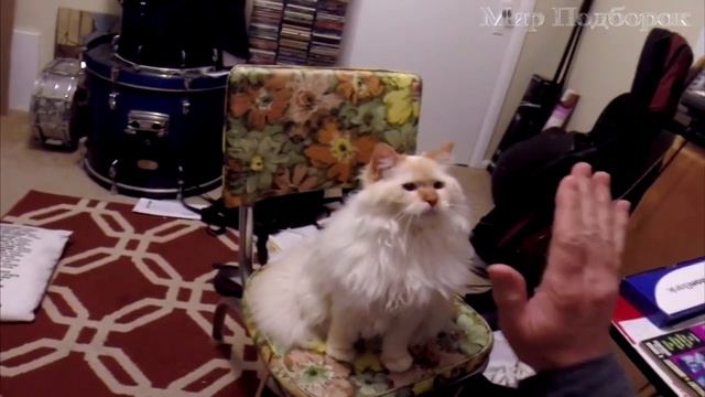 Дай Пять - Смешные Животные Дают Пять - Смешные Животные Октябрь 2016 ( Выпуск #3 ) смотреть онлайн