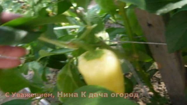 Урожайный Перец. Выращивание в Теплице. Сорта перца для Сибири. Видео №2