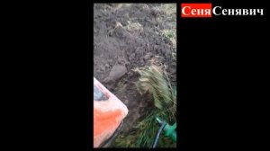 Минитрактор Шифенг СФ 350L с плугом 2-25 ПАШЕТ ПОЛЕ, реальный отзыв владельца!!!!!!!