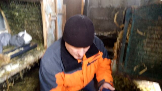 Вес щенка нутрии в 45 дней. смотреть онлайн